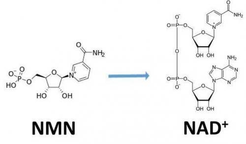 從生物學(xué)角度看NMN:為何能延緩衰老和提高免疫力？