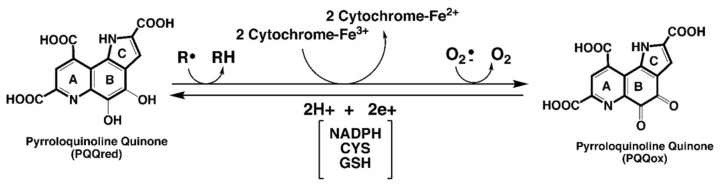 包含圖片、插圖等的外部文件。
對(duì)象名稱為 biomolecules-11-01441-g001.jpg