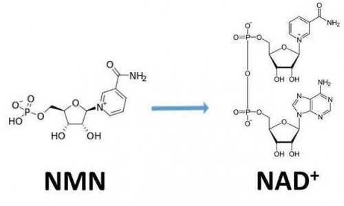 從生物學(xué)角度看NMN:為何能延緩衰老和提高免疫力？