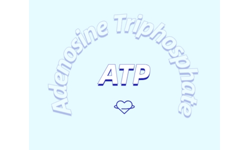 ATP 補充劑有什么作用？