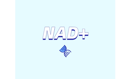 NAD與NMN的全新概念？